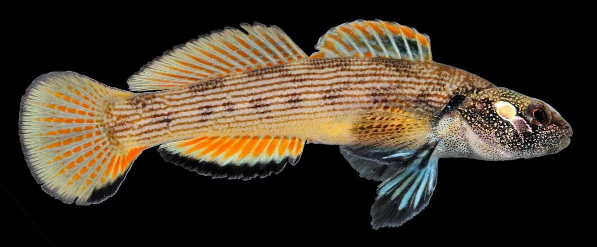 Etheostoma derivativum (Photo by Mark Hoger)